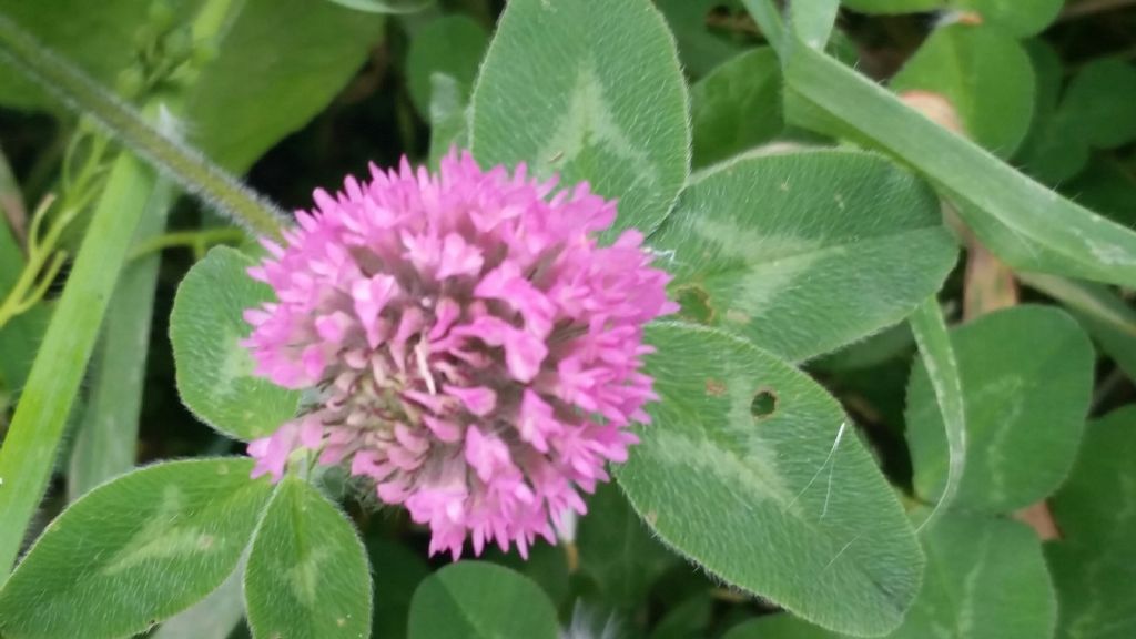 Trifolium pratense (Fabaceae)